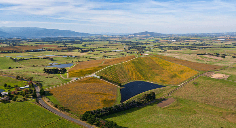 Denton Viewhill Vineyard Panorama